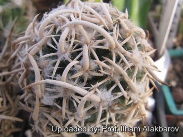 26124 Ilham Prof. Ilham Alakbarov