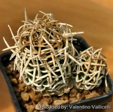 1809 valentino Valentino Vallicelli