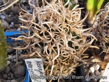 26126 Ilham Prof. Ilham Alakbarov