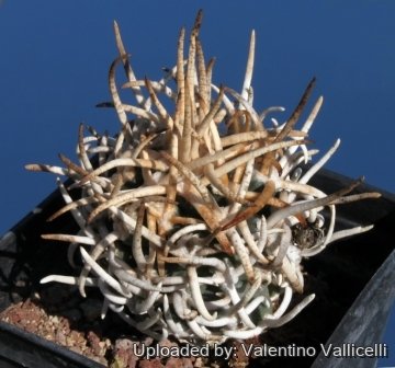 4593 valentino Valentino Vallicelli