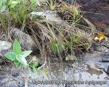 27434 alexander Alexander Arzberger