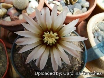 23376 carolina Carolina González