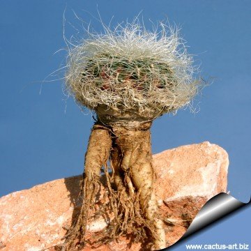 1931 cactus-art Cactus Art