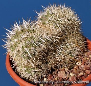 5490 valentino Valentino Vallicelli