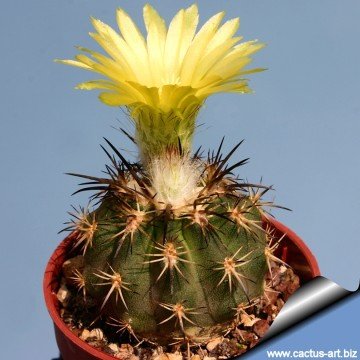 2173 cactus-art Cactus Art