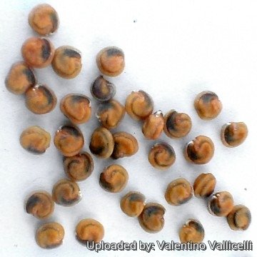 2353 valentino Valentino Vallicelli