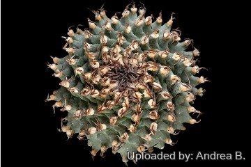 2439 andrea Andrea B.