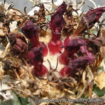 2445 valentino Valentino Vallicelli