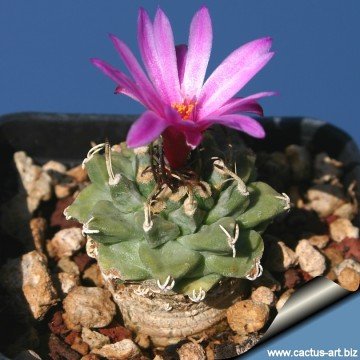 2451 cactus-art Cactus Art