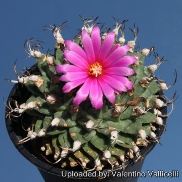 9283 valentino Valentino Vallicelli