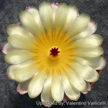 11743 valentino Valentino Vallicelli