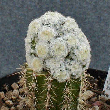 2673 cactus-art Cactus Art