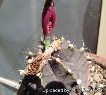 19990 julio Julio C. García 