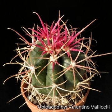 7539 valentino Valentino Vallicelli