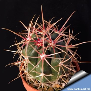 7541 cactus-art Cactus Art