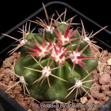 13229 valentino Valentino Vallicelli