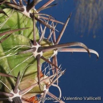 13238 valentino Valentino Vallicelli