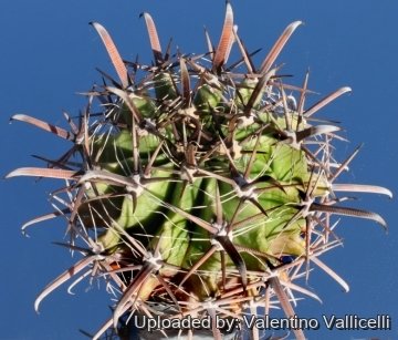 13239 valentino Valentino Vallicelli