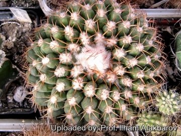 26134 Ilham Prof. Ilham Alakbarov