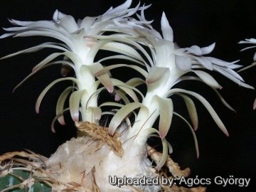 24310 agocs Agócs György