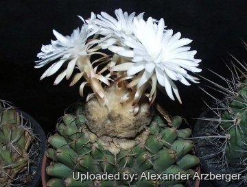 28125 alexander Alexander Arzberger