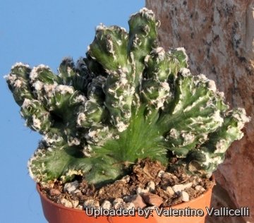 6419 valentino Valentino Vallicelli