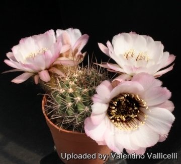 12404 valentino Valentino Vallicelli