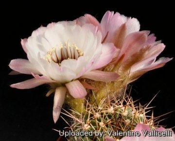 12405 valentino Valentino Vallicelli