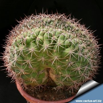 2884 cactus-art Cactus Art