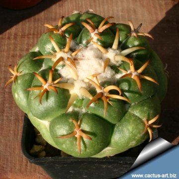 3053 cactus-art Cactus Art