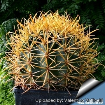 3314 valentino Valentino Vallicelli