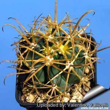 3313 valentino Valentino Vallicelli