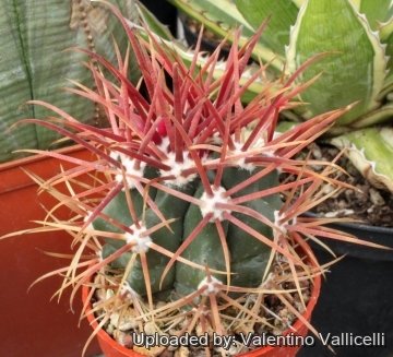 3318 valentino Valentino Vallicelli