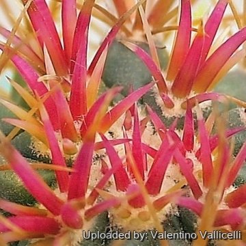 3322 valentino Valentino Vallicelli