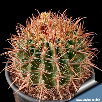 7571 cactus-art Cactus Art