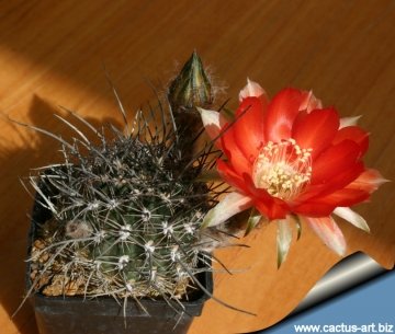12421 cactus-art Cactus Art