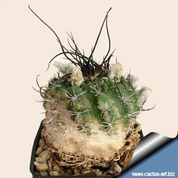12423 cactus-art Cactus Art