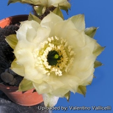 12437 valentino Valentino Vallicelli