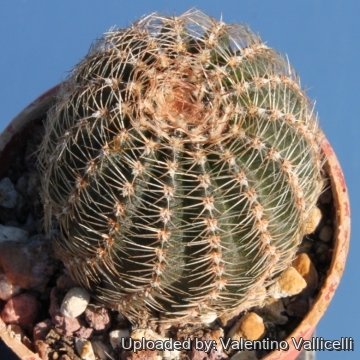 12439 valentino Valentino Vallicelli