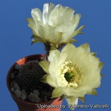 12440 valentino Valentino Vallicelli