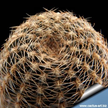 12442 cactus-art Cactus Art