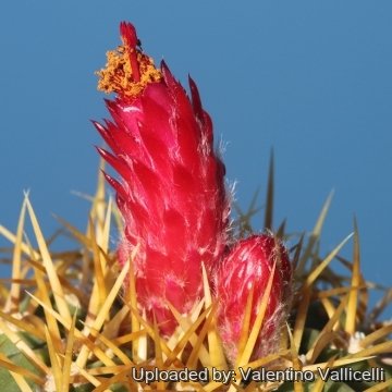 18008 valentino Valentino Vallicelli