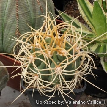 3548 valentino Valentino Vallicelli