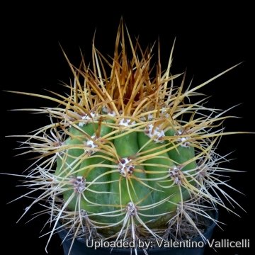 3552 valentino Valentino Vallicelli