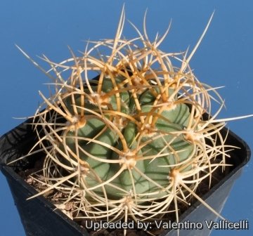 3554 valentino Valentino Vallicelli