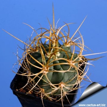 3553 cactus-art Cactus Art