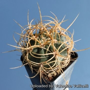 6576 valentino Valentino Vallicelli