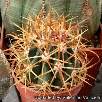 3614 valentino Valentino Vallicelli