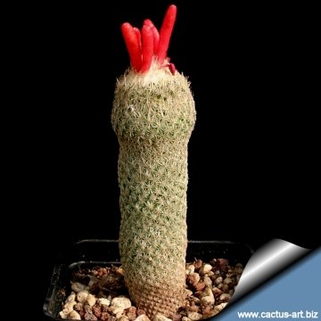 13636 cactus-art Cactus Art
