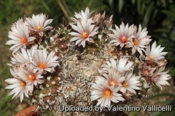 18968 valentino Valentino Vallicelli